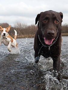 ドッグリフレクソロジー・ジャパン