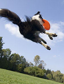 ドッグリフレクソロジー・ジャパン