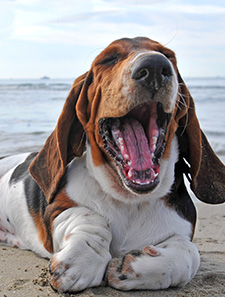 ドッグリフレクソロジー・ジャパン