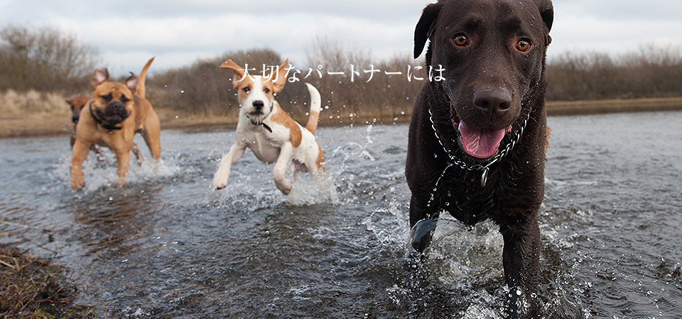 大切なパートナーには