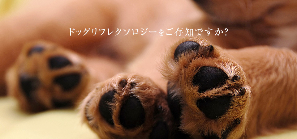 ドッグリフレクソロジーをご存知ですか？